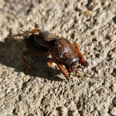 Gryllotalpa sp. (genus) at Braidwood, NSW - 9 Jun 2024 by MatthewFrawley