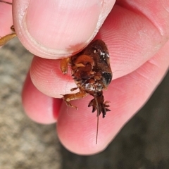 Gryllotalpa sp. (genus) at QPRC LGA - 9 Jun 2024