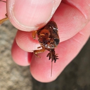 Gryllotalpa sp. (genus) at QPRC LGA - 9 Jun 2024