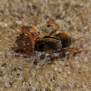 Gryllotalpa sp. (genus) at QPRC LGA - 9 Jun 2024