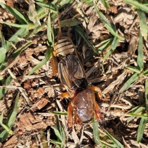 Gryllotalpa sp. (genus) at QPRC LGA - 9 Jun 2024