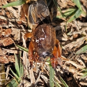 Gryllotalpa sp. (genus) at QPRC LGA - 9 Jun 2024