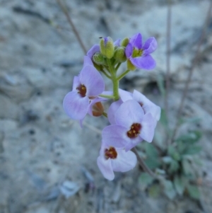 Harmsiodoxa blennodioides at Louth, NSW - 28 Aug 2020