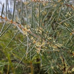 Hakea gibbosa (Hairy Hakea) at Ingleside, NSW - 6 Jun 2024 by MatthewFrawley