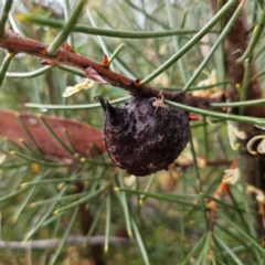Hakea gibbosa at Ku-ring-gai Chase National Park - 6 Jun 2024 10:17 AM