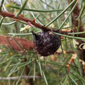 Hakea gibbosa at Ku-ring-gai Chase National Park - 6 Jun 2024