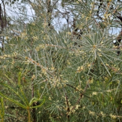 Hakea gibbosa at Ku-ring-gai Chase National Park - 6 Jun 2024