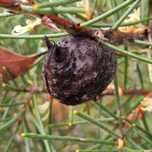 Hakea gibbosa at Ku-ring-gai Chase National Park - 6 Jun 2024