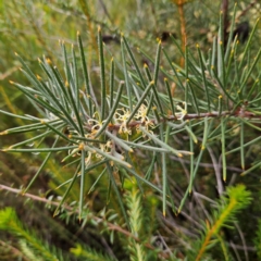 Hakea gibbosa at Ku-ring-gai Chase National Park - 6 Jun 2024