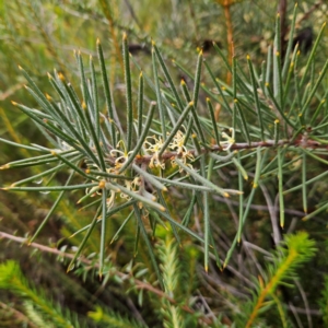 Hakea gibbosa at Ku-ring-gai Chase National Park - 6 Jun 2024