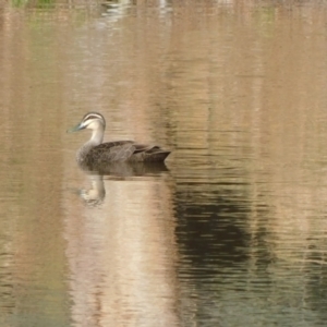 Anas superciliosa at Symonston, ACT - 9 Jun 2024