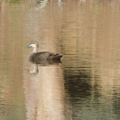 Anas superciliosa (Pacific Black Duck) at Symonston, ACT - 9 Jun 2024 by CallumBraeRuralProperty