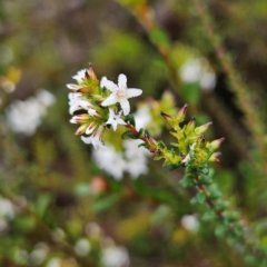 Leucopogon microphyllus var. microphyllus at Ingleside, NSW - 6 Jun 2024 by MatthewFrawley