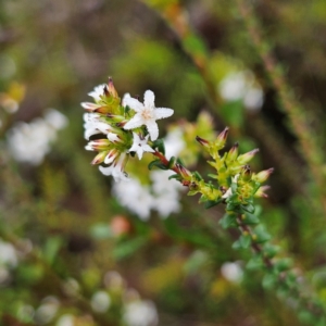 Leucopogon microphyllus var. microphyllus at Ingleside, NSW - 6 Jun 2024