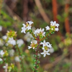 Leucopogon microphyllus var. microphyllus at Ingleside, NSW - 6 Jun 2024