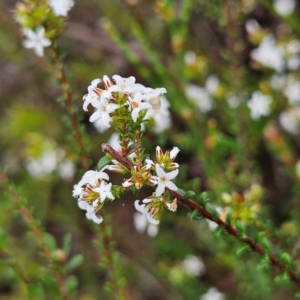 Leucopogon microphyllus var. microphyllus at Ingleside, NSW - 6 Jun 2024