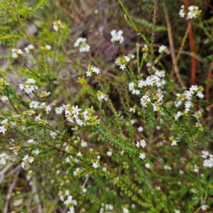 Leucopogon microphyllus var. microphyllus at Ingleside, NSW - 6 Jun 2024