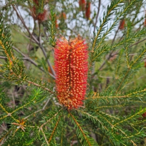 Banksia ericifolia subsp. ericifolia at Ku-ring-gai Chase National Park - 6 Jun 2024