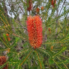 Banksia ericifolia subsp. ericifolia at Ku-ring-gai Chase National Park - 6 Jun 2024