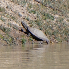 Emydura macquarii at Louth, NSW - 28 Aug 2020 by MB