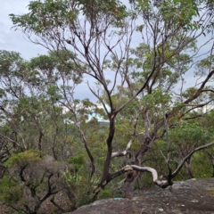 Eucalyptus punctata (Grey Gum) at Ku-ring-gai Chase National Park - 6 Jun 2024 by MatthewFrawley