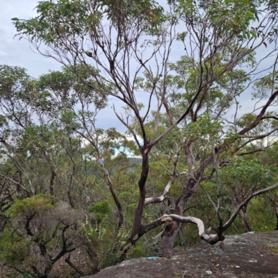 Eucalyptus punctata (Grey Gum) at Ku-ring-gai Chase National Park - 6 Jun 2024 by MatthewFrawley