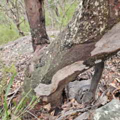 Eucalyptus punctata at Ku-ring-gai Chase National Park - 6 Jun 2024 10:30 AM