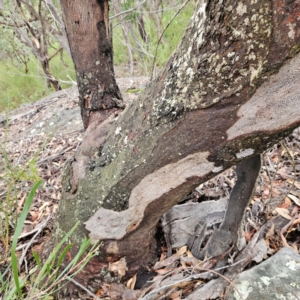 Eucalyptus punctata at Ku-ring-gai Chase National Park - 6 Jun 2024 10:30 AM