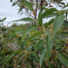 Eucalyptus punctata at Ku-ring-gai Chase National Park - 6 Jun 2024 10:30 AM