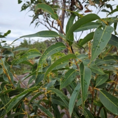 Eucalyptus punctata at Ku-ring-gai Chase National Park - 6 Jun 2024