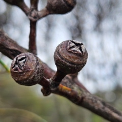 Eucalyptus punctata at Ku-ring-gai Chase National Park - 6 Jun 2024