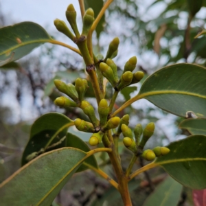 Eucalyptus punctata at Ku-ring-gai Chase National Park - 6 Jun 2024