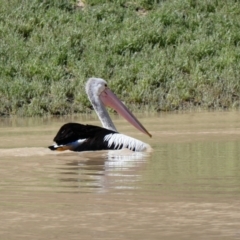 Pelecanus conspicillatus (Australian Pelican) at Louth, NSW - 27 Aug 2020 by MB