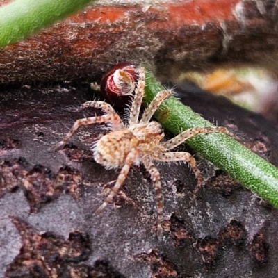 Unverified Spider at Ku-ring-gai Chase National Park - 6 Jun 2024 by MatthewFrawley