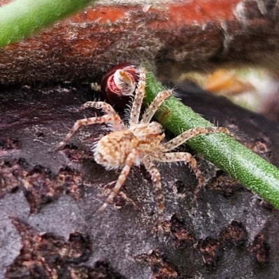 Unidentified Spider at Ku-ring-gai Chase National Park - 6 Jun 2024 by MatthewFrawley