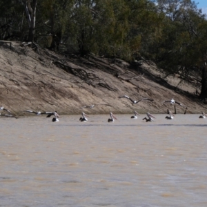 Pelecanus conspicillatus at Louth, NSW - 23 Aug 2020