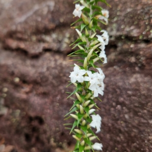 Woollsia pungens at Ku-ring-gai Chase National Park - 6 Jun 2024 10:43 AM