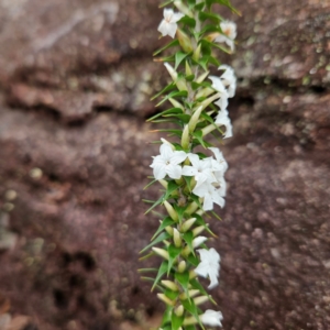 Woollsia pungens at Ku-ring-gai Chase National Park - 6 Jun 2024