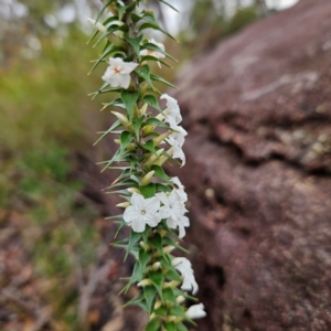 Woollsia pungens at Ku-ring-gai Chase National Park - 6 Jun 2024