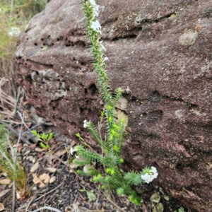 Woollsia pungens at Ku-ring-gai Chase National Park - 6 Jun 2024