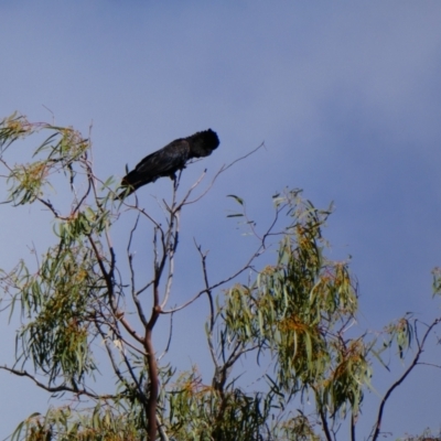 Calyptorhynchus banksii (Red-tailed Black-cockatoo) at Gunderbooka, NSW - 21 Aug 2020 by MB