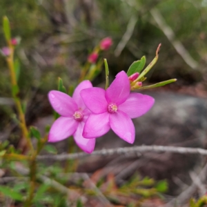 Crowea exalata at Ku-ring-gai Chase National Park - 6 Jun 2024