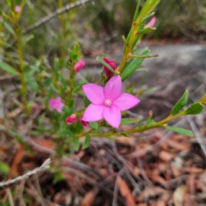 Crowea exalata at Ku-ring-gai Chase National Park - 6 Jun 2024