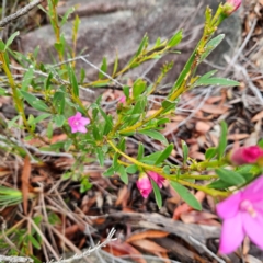 Crowea exalata at Ku-ring-gai Chase National Park - 6 Jun 2024