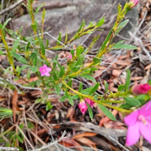 Crowea exalata at Ku-ring-gai Chase National Park - 6 Jun 2024