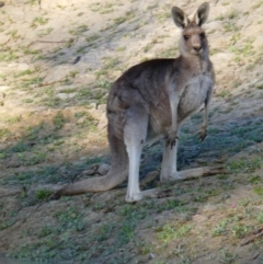 Macropus giganteus (Eastern Grey Kangaroo) at Gumbalie, NSW - 20 Aug 2020 by MB