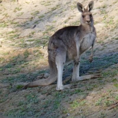 Macropus giganteus (Eastern Grey Kangaroo) at Gumbalie, NSW - 20 Aug 2020 by MB