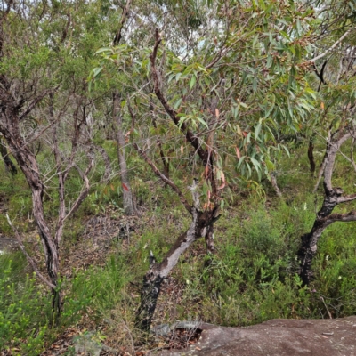 Corymbia gummifera (Red Bloodwood) at Ku-ring-gai Chase National Park - 6 Jun 2024 by MatthewFrawley