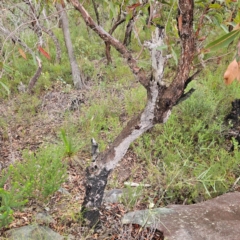 Corymbia gummifera at Ku-ring-gai Chase National Park - 6 Jun 2024