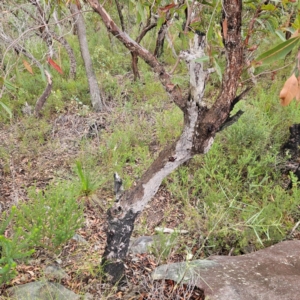 Corymbia gummifera at Ku-ring-gai Chase National Park - 6 Jun 2024 10:39 AM